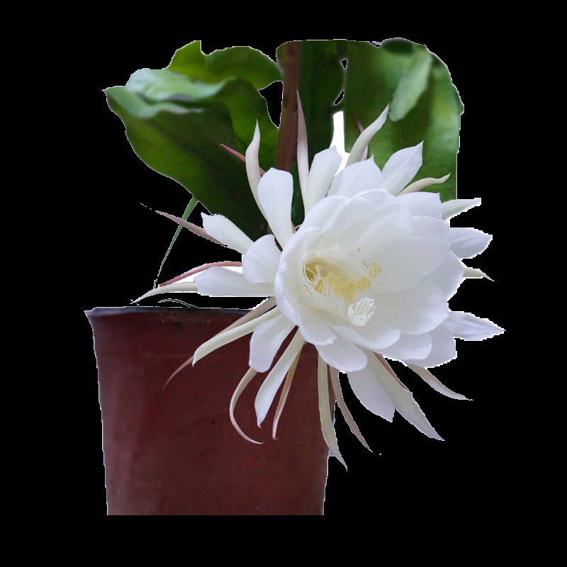 速发昙花苗室内台庭院植物绿色盆栽盆景花卉昙花一现适合新手养殖