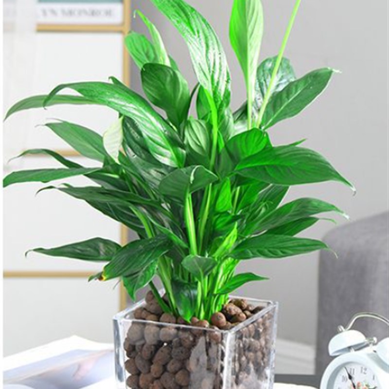 速发一帆风顺白掌花卉盆栽水培土培室内植物办公室水培花苗花卉盆