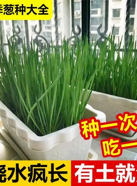 快速发货阳台小院都能种的四季小香葱!I高产分生特强!家里不用再