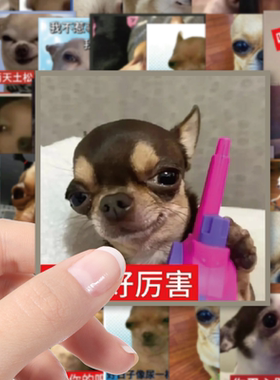 吉娃娃表情包贴纸搞笑搞怪沙雕