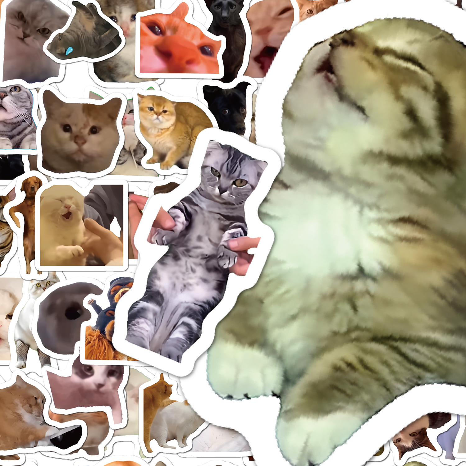 网红猫meme表情包贴纸搞笑抽象