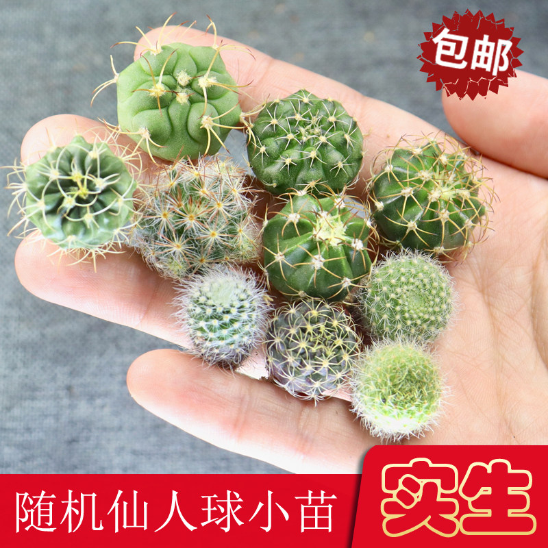 实生小苗仙人球小盆栽新手组合迷你仙人球玉翁开花绯花玉多肉植物图片
