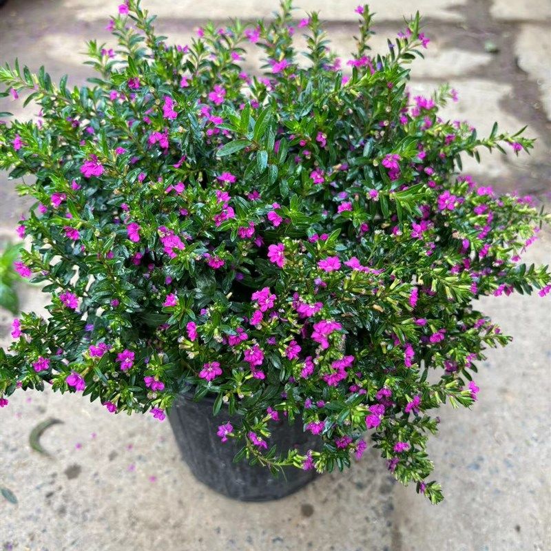 年宵花满天星盆栽独杆棒棒糖植物带花四季好养净化空气室内绿植花