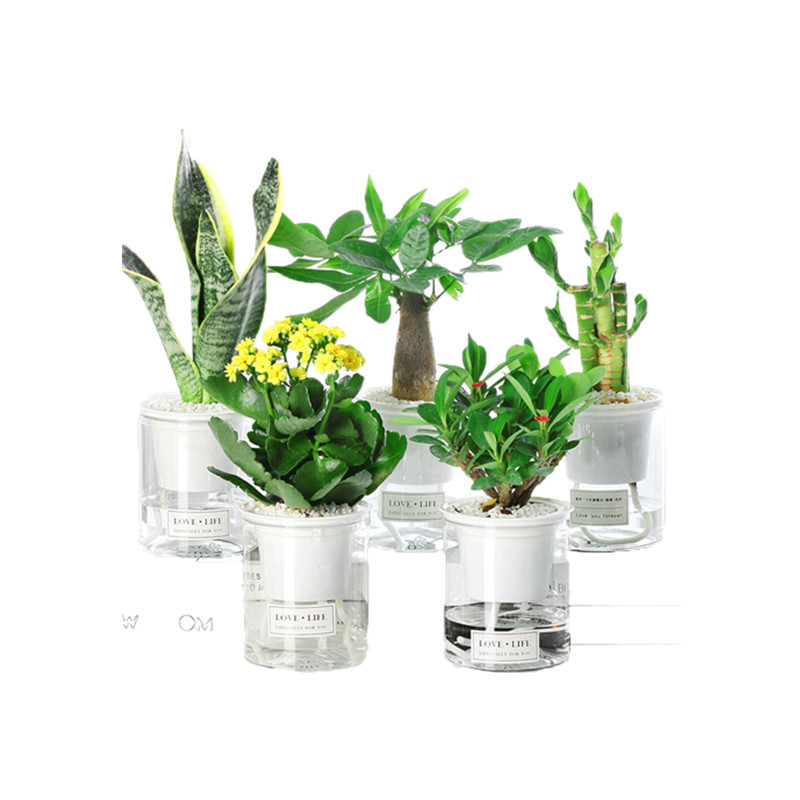 多肉植物水培绿萝办公室内好养发财树绿植栀子花卉桌面小盆栽芦荟