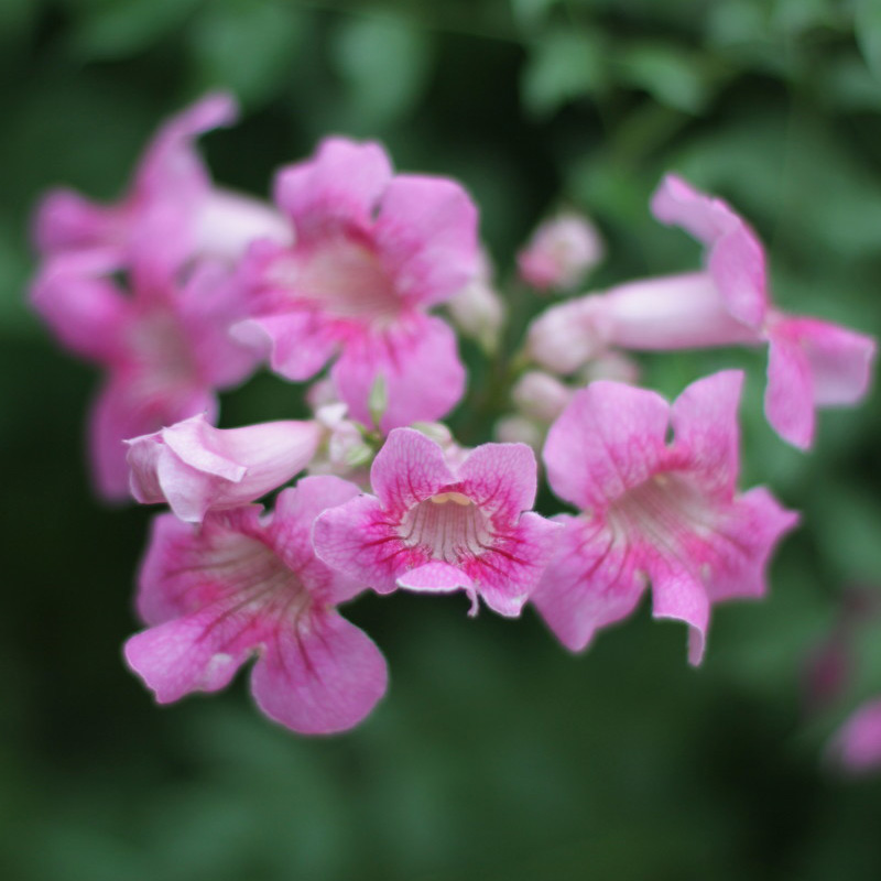 【带花】粉色凌霄花苗盆栽爬藤植物四季攀援庭院耐寒浓香花卉开花