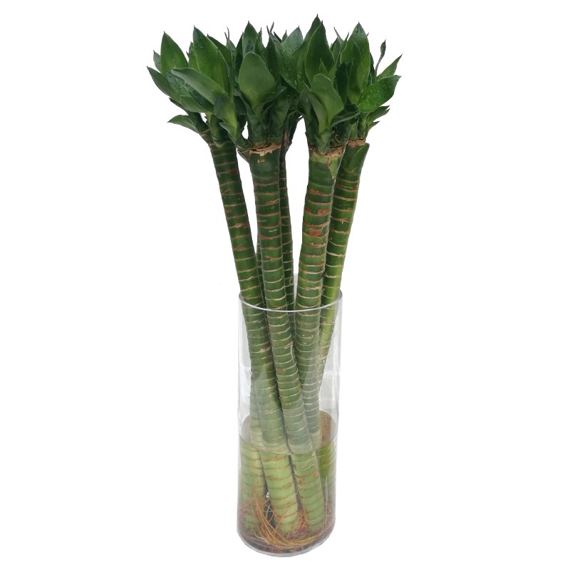 富贵竹室内水养龙竹多头水培植物带根好养文昌竹净化空气客厅美观