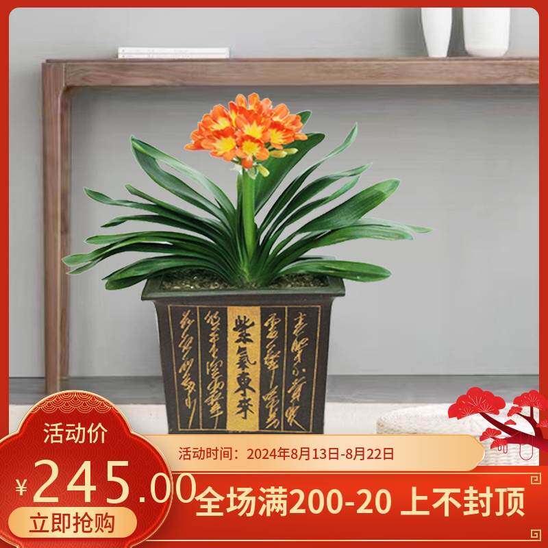 君子兰盆栽兰花节日礼品花吸甲醛室内茶桌客厅办公室四季常绿好养