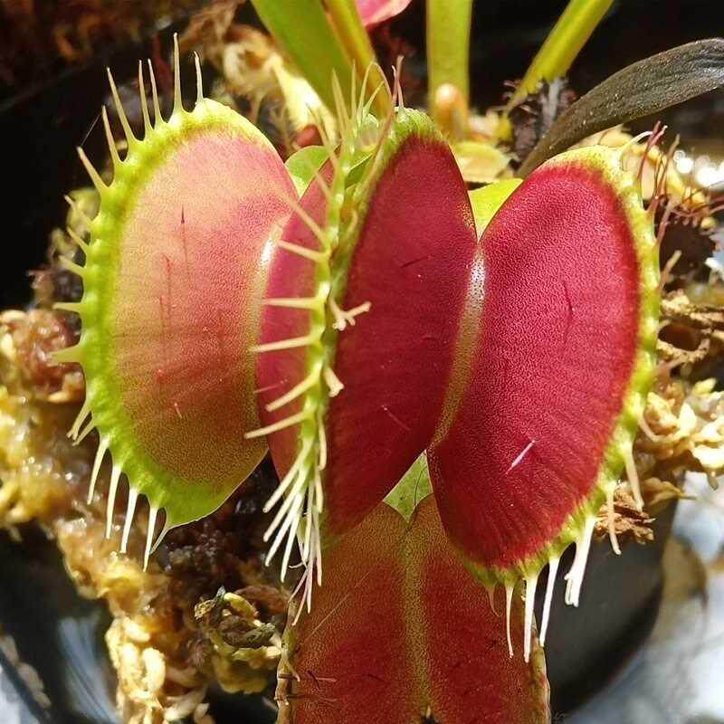 捕蝇草食蚊草盆栽食虫草猪笼草食虫植物食人花驱蚊草趣味盆栽绿植