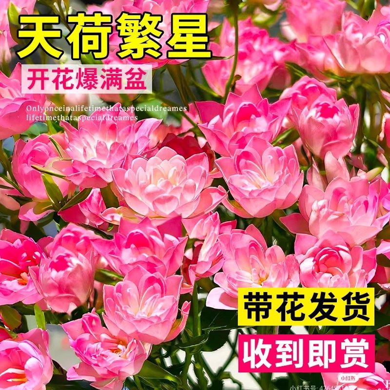 速发天荷繁星月季卉寒栽四季开花苗花花植物室内客厅耐盆天河台玫