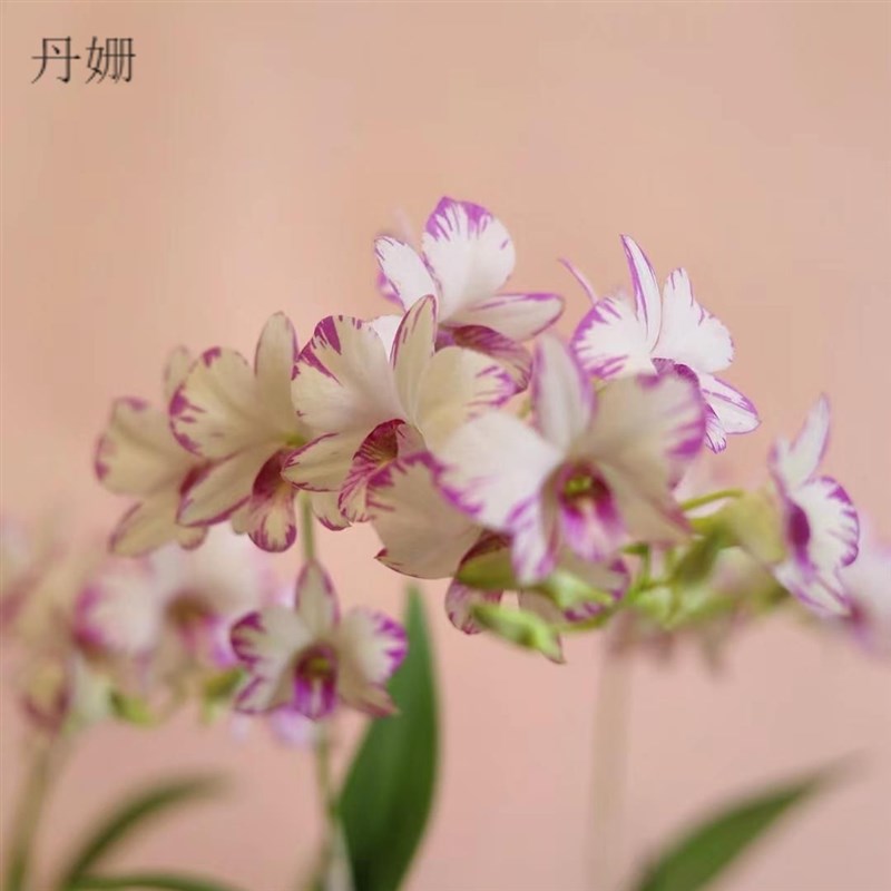 速发泼墨石斛兰带花苞白泼墨秋石斛四季室内花卉绿植台好养植物