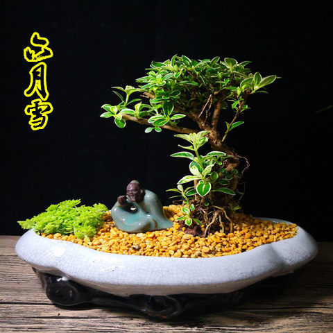 好货六月雪造型盆景室满天星内绿植花卉盆栽植物冬季耐寒植物包邮图片