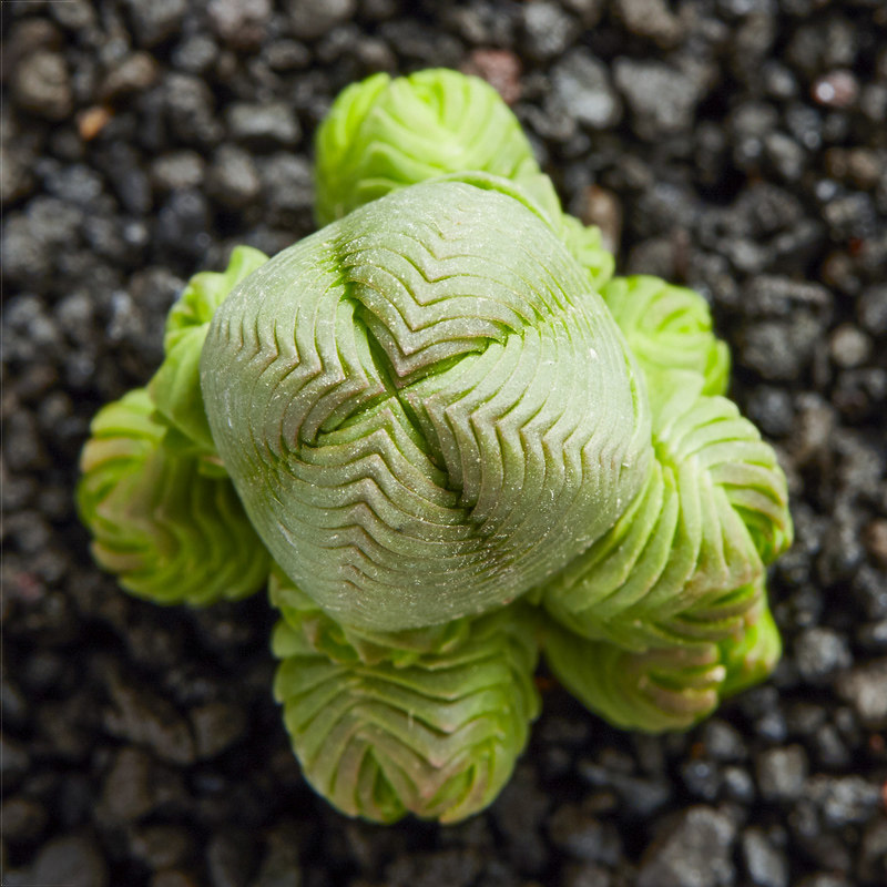 好货达摩绿塔青锁龙多肉植物多肉组合盆栽办公室内植物绿植花卉包图片