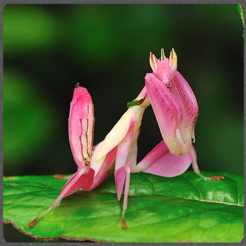 中华大虫螳螂盾螳螂兰花幽圆灵广斧活体宠物卵夹刀爬宠活体