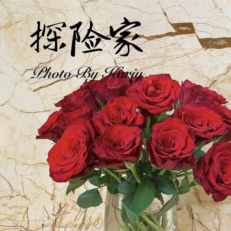 一加仑探险家带丝绒质感中苗 带盆发货包邮