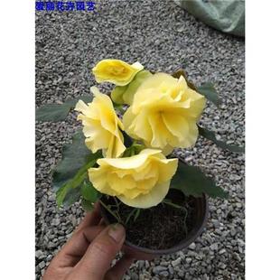 丽格海棠花室外重瓣四季玫瑰海棠盆栽带花苞室外阳台开花植物室外