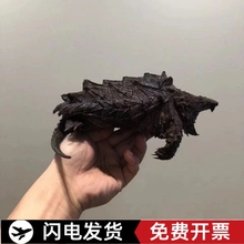 新品//原种大鳄龟活体北美小鳄龟暴刺纯佛鳄龟杂佛小乌龟龟苗真鳄