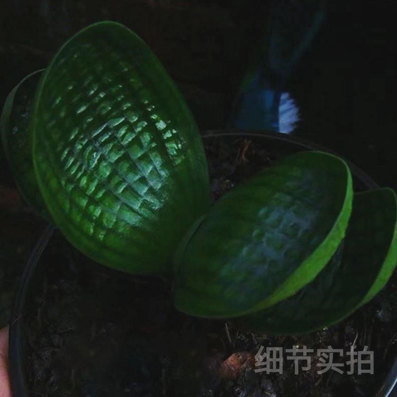 速发名贵东北短叶君子兰小苗盆栽精品黑珍珠圆头和尚麻脸油匠短叶