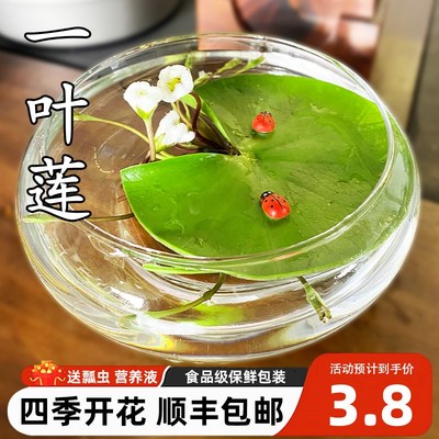 速发一叶莲心型碗莲浮萍莲草水培植物花卉内室好养水生睡水水芙蓉