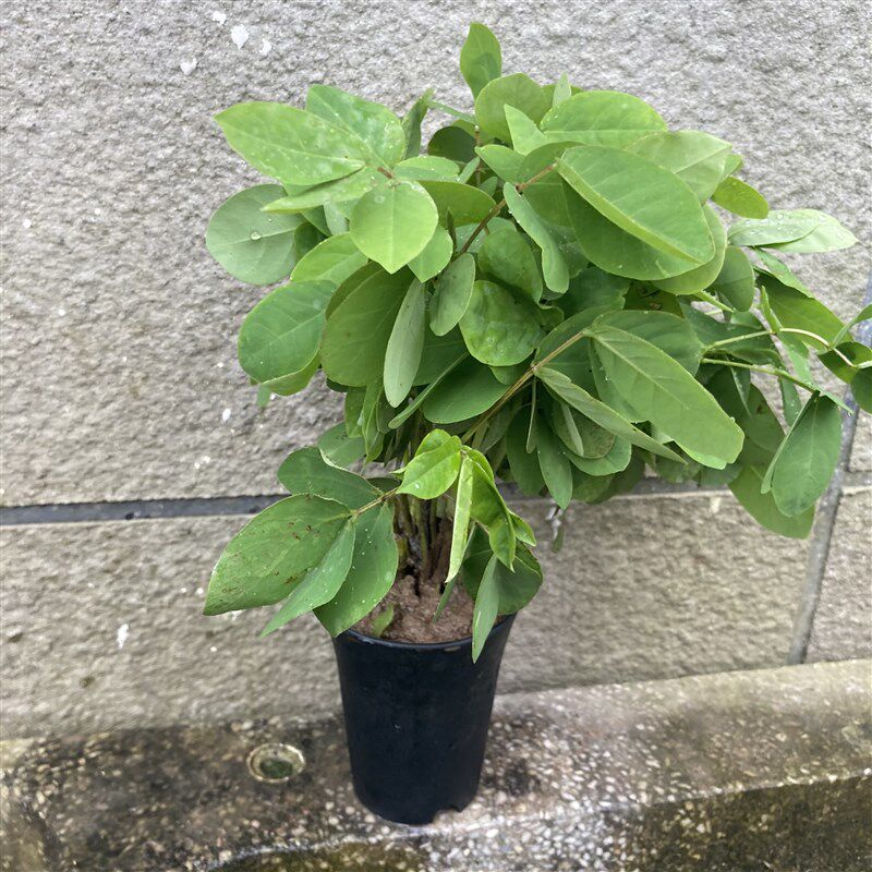 新品门苗望江南苗野决明苗驱蛇草灭蛇草防蛇花卉庭院驱z蛇植物盆.