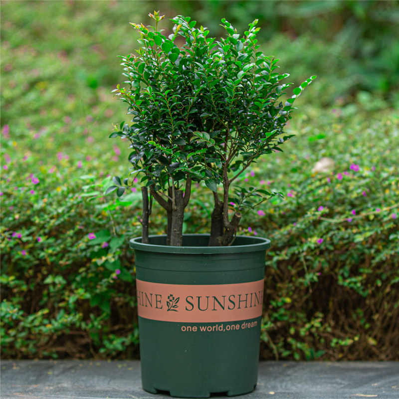 名贵小叶紫檀盆栽四季常青阳台庭院好养植物老桩盆景树苗观叶绿植