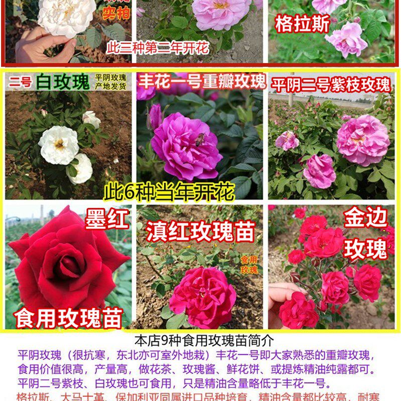山东平阴县玫瑰镇食用玫瑰花苗可食用重瓣玫瑰庭院嫁接苗 可盆栽
