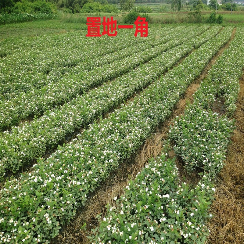 重瓣白茉莉花苗室内盆栽双色茉莉花苗香味浓郁净化空气花卉包邮