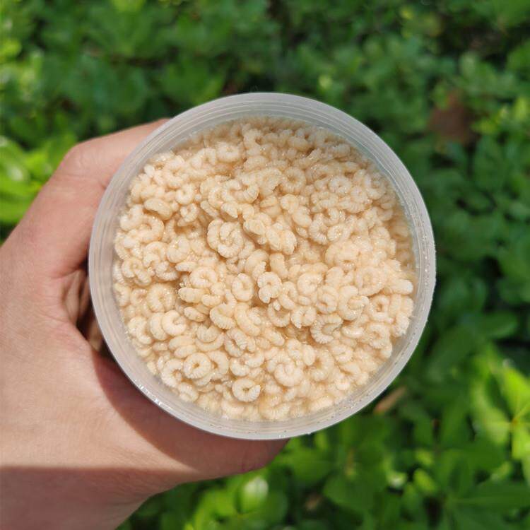 农场直售蜂王胎蜜蜂幼虫 蜂卵雄蜂蛹 蜂幼虫