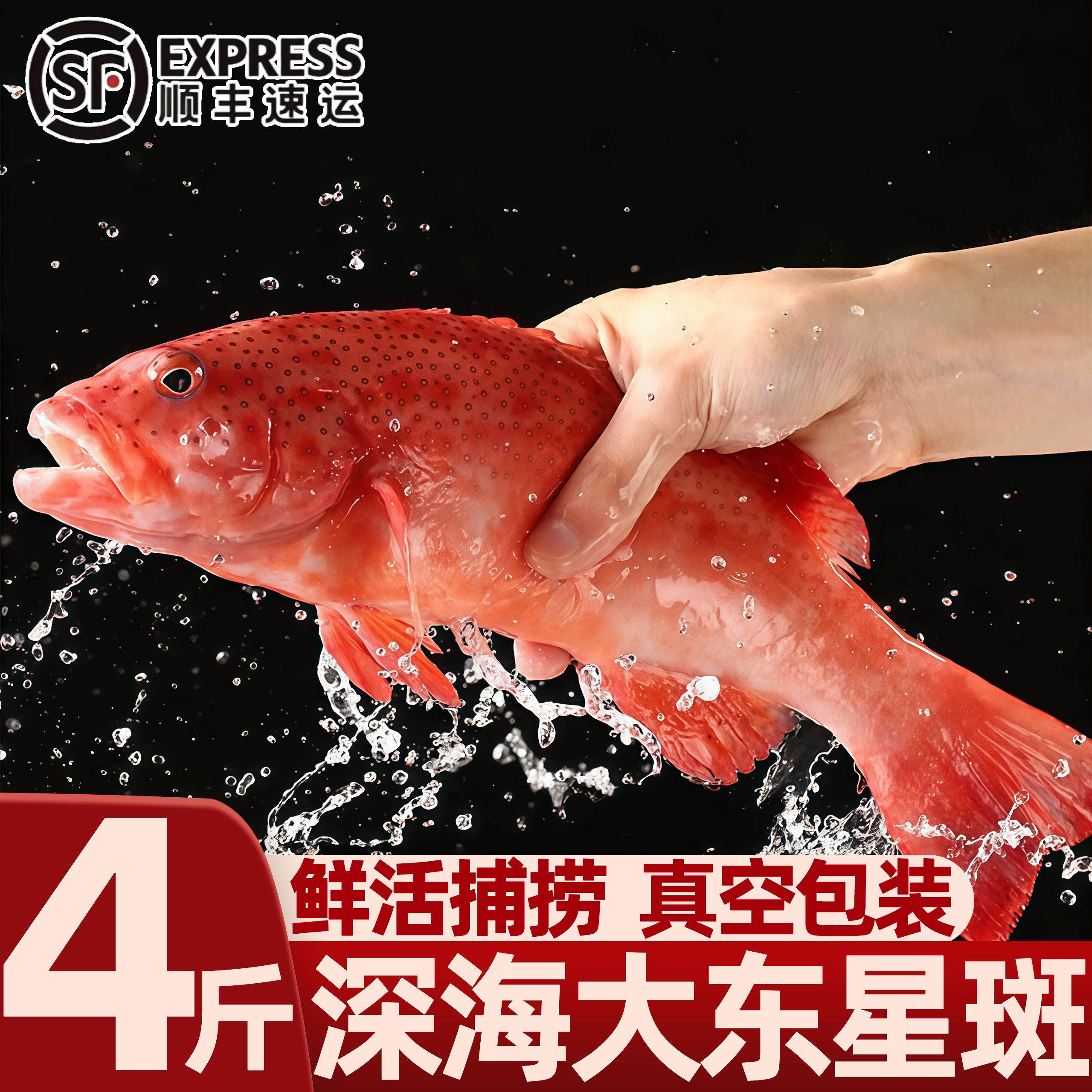 深海东星斑冰鲜石斑鱼包邮图片