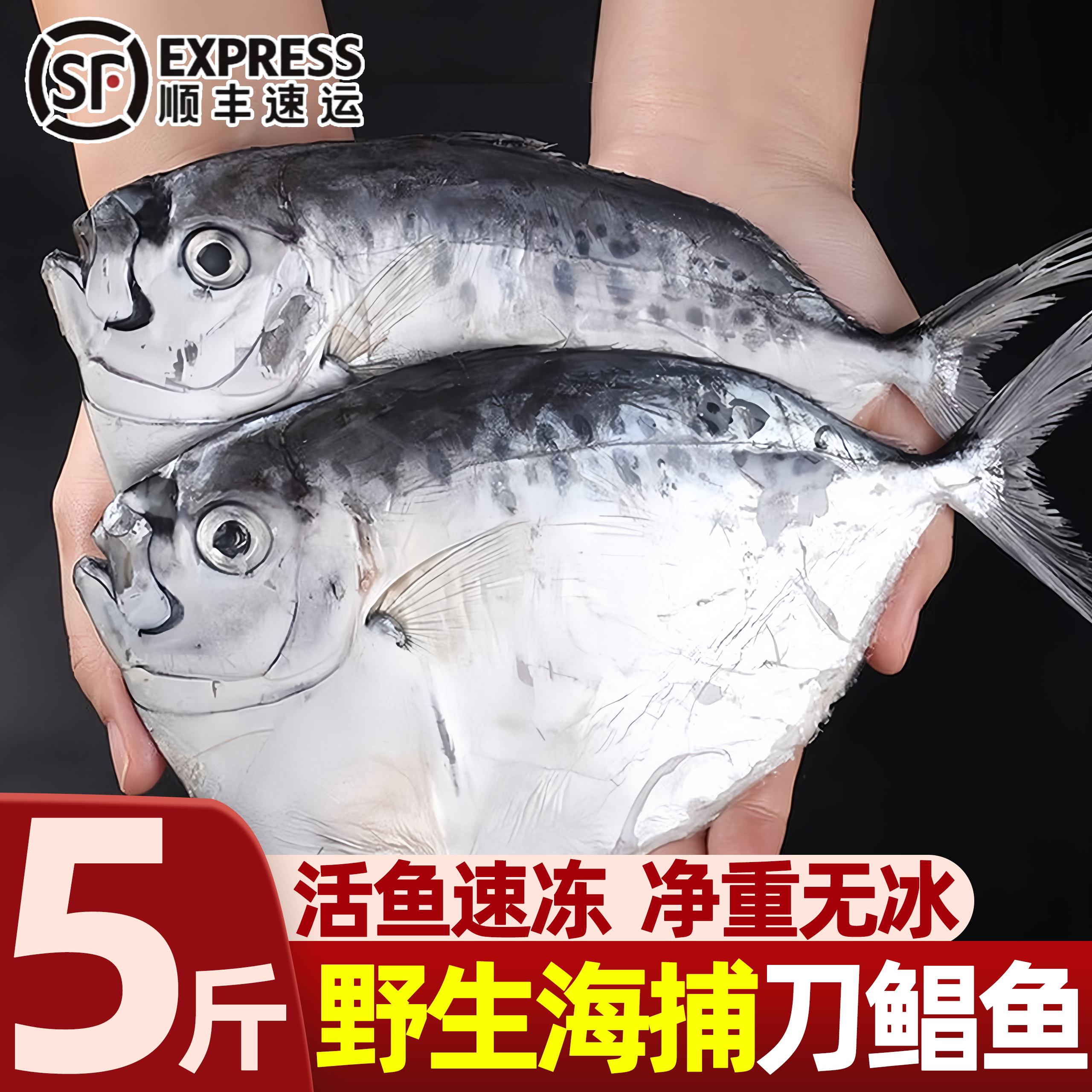 野生刀鲳海捕新鲜冷冻批发