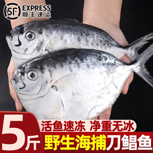 野生刀鲳海捕新鲜冷冻批发