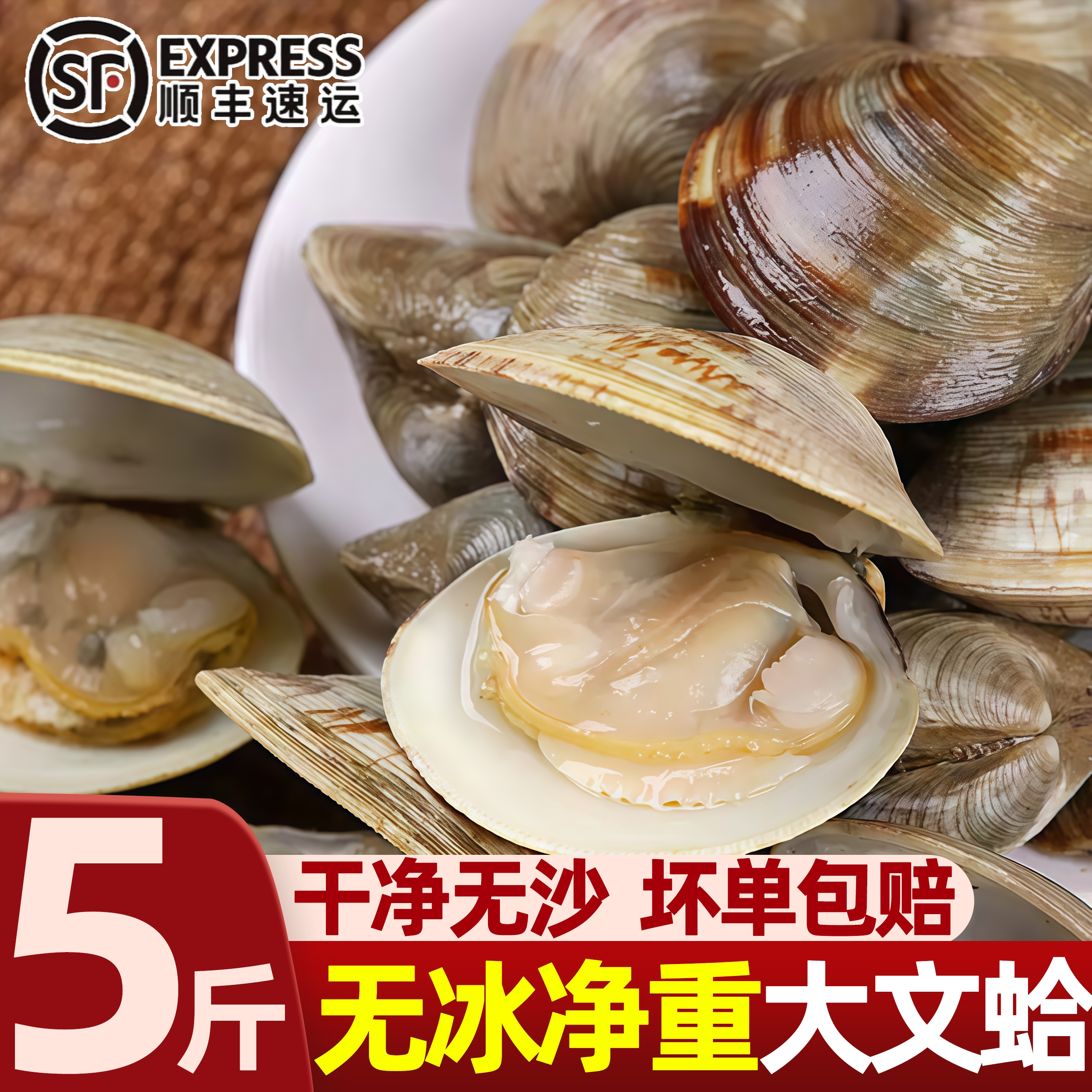 辽宁丹东真文蛤滩涂野生非美贝