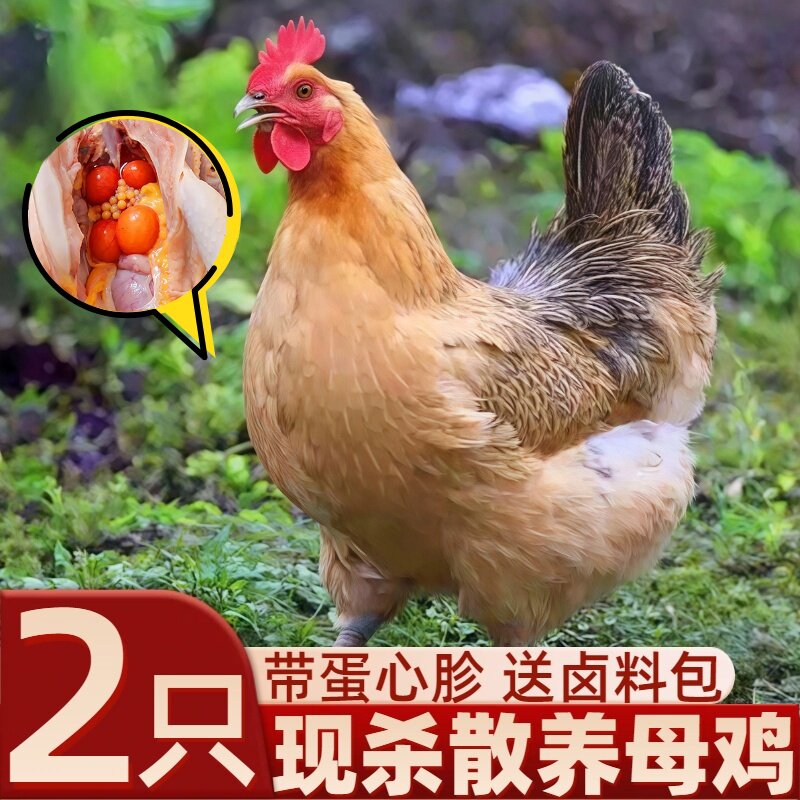 老母鸡新鲜现杀冷冻散养土鸡