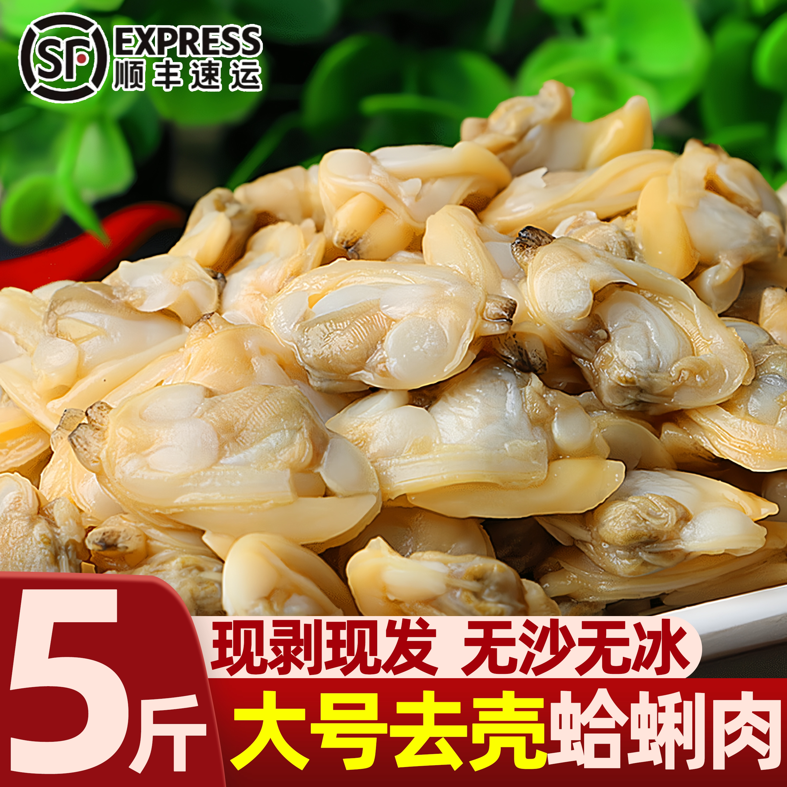 连云港大号新鲜花蛤黄蚬子肉批发