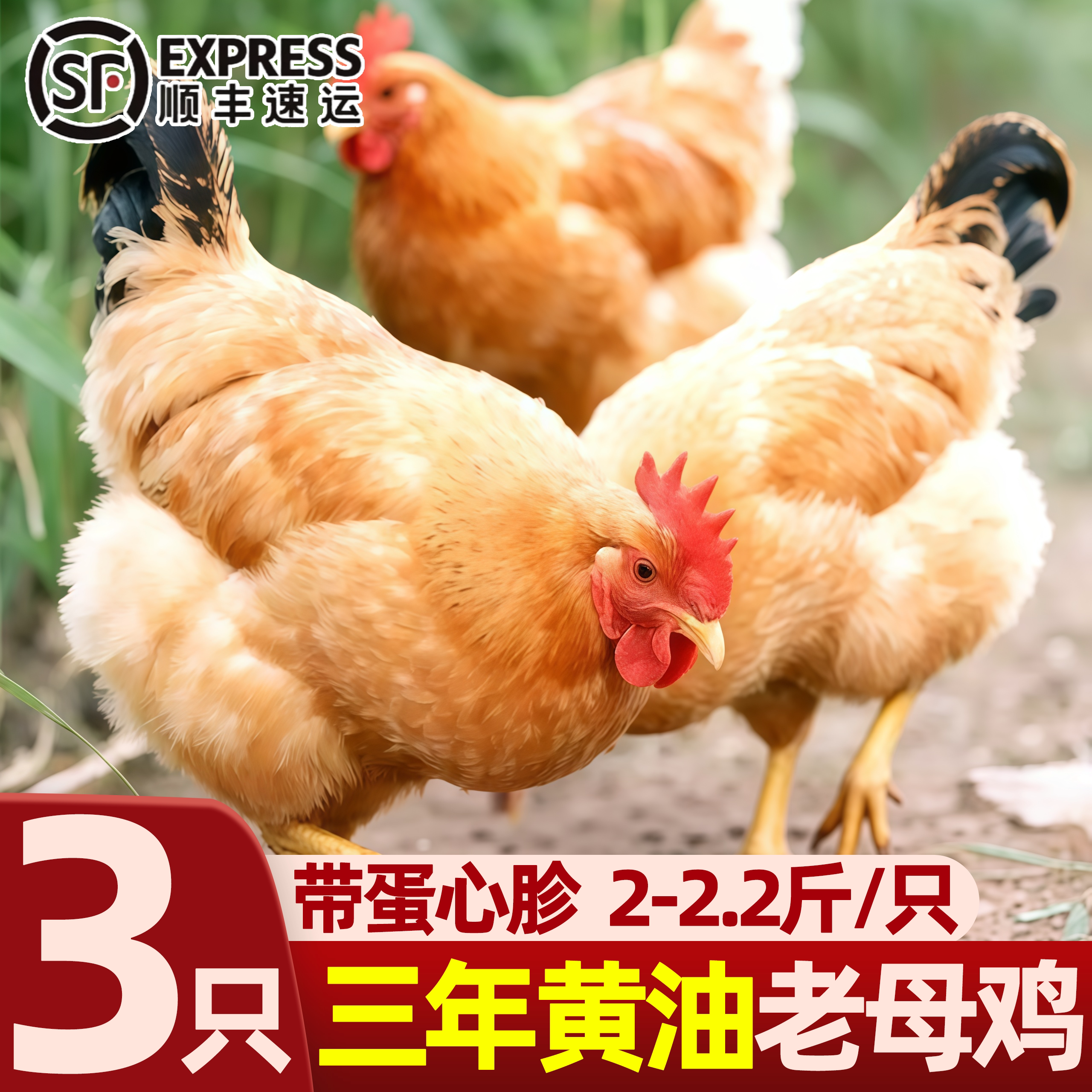现杀散养黄油老母鸡月子鸡