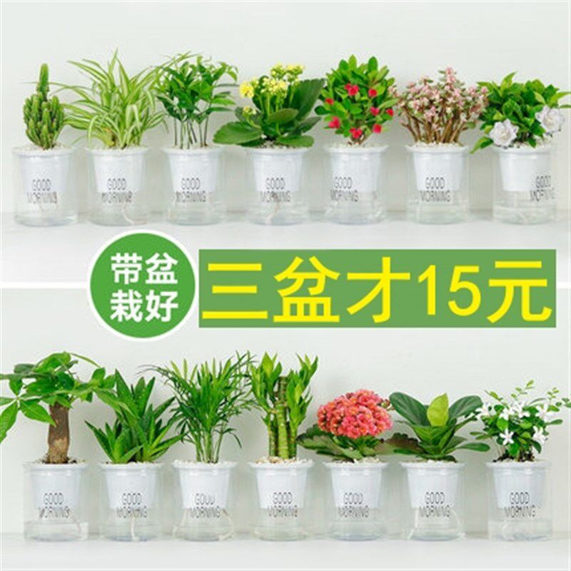 速发带花盆有含盆绿萝吊兰栀财树富贵文迷你小椰树竹竹发子花水培