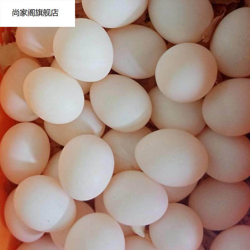 玄凤受精蛋鸟蛋可人工孵化玄风宠物鹦鹉原始黄化白子种蛋手养鸟