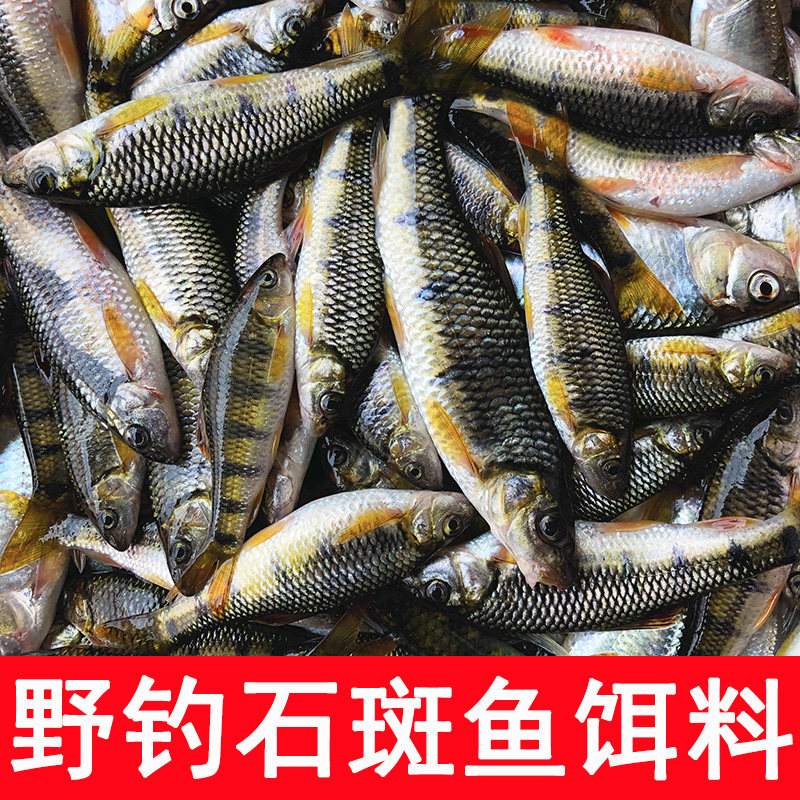 极速渔野溪石斑鱼饵料野钓石班马口白条石花鱼饵溪石斑鱼饵溪流专