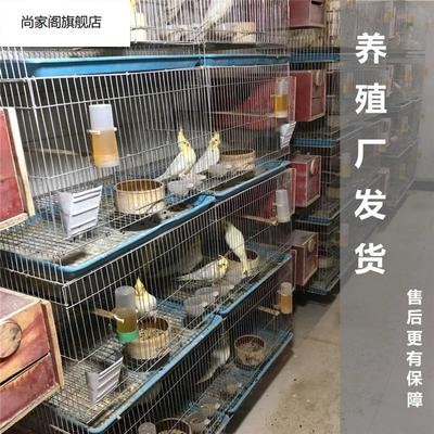 鹦鹉蛋受精可孵化玄凤黄化金彩虎皮受精蛋种蛋鸟蛋人工手养玄凤蛋