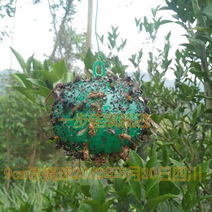 瓜果实蝇诱粘剂果实蝇诱剂小飞虫诱捕灭杀神器防虫苍蝇昆虫引诱球