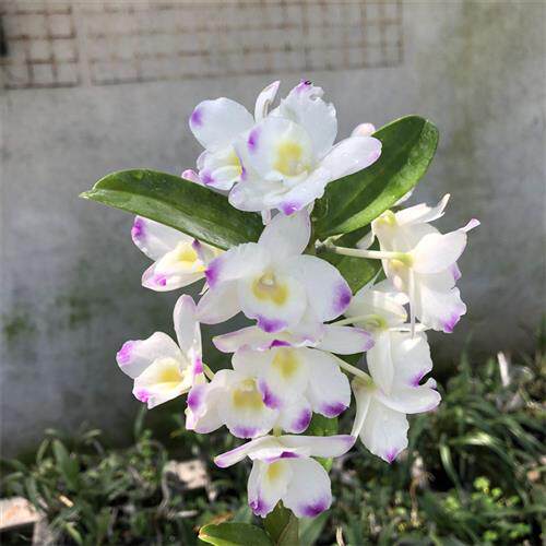 极速石斛兰盆栽铁皮石斛春石斛苗甜心办公室桌面阳台花卉绿植盆栽