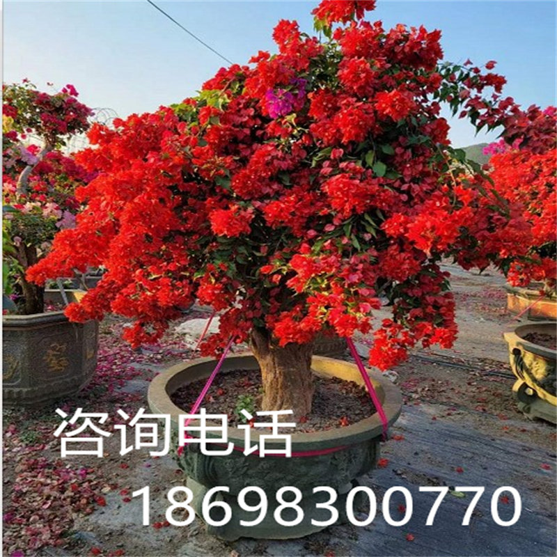 极速新品大型三角梅盆景 热火桑巴三角梅造型树 景观三角梅苗四季