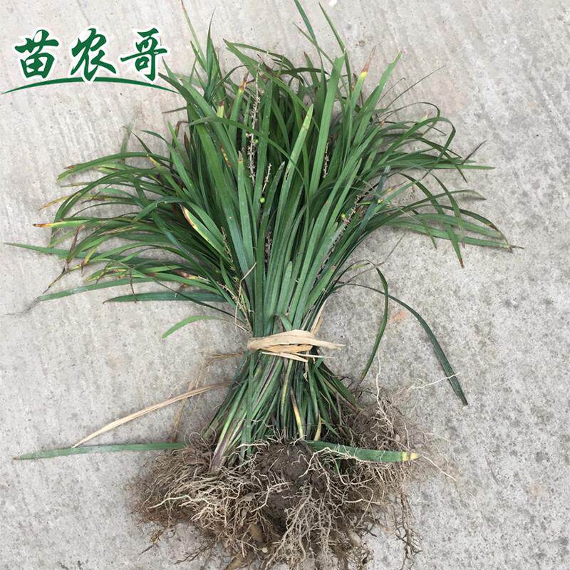 极速兰花三七【一袋装可以铺8-10平方】四季常绿耐寒庭院绿化地被
