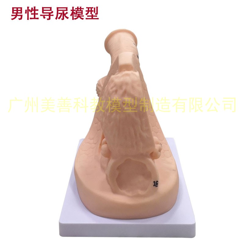 男性内外生殖解剖模型及导尿模具 医学用 人体导尿插管模型教具