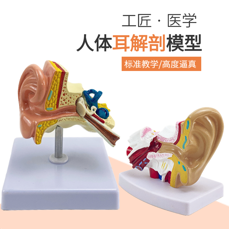 人体耳朵模型人耳解剖模型采耳教学模型耳鼻喉科教学展示内耳模型