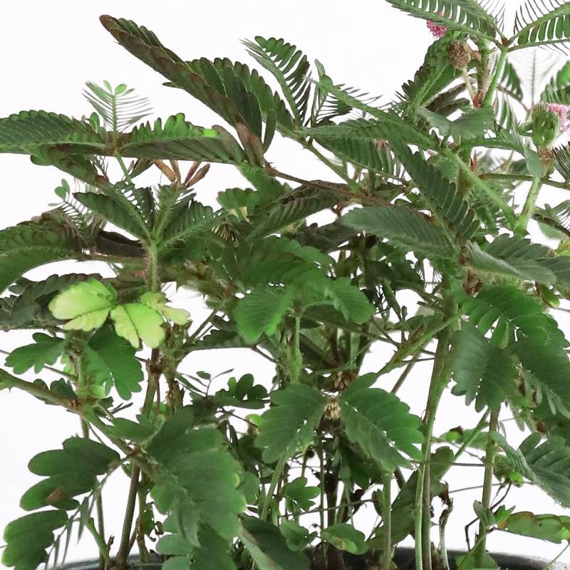 速发含羞草小盆栽室内阳台植物四季常青害M羞草花卉怕羞草彩色趣