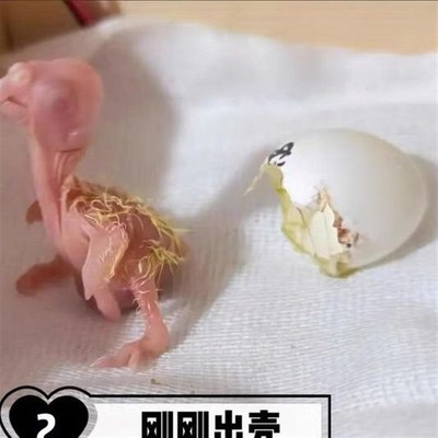 鹦鹉蛋受精可孵化鸟蛋可孵化玄凤鹦鹉受精蛋牡丹鹦鹉受精蛋新鲜蛋