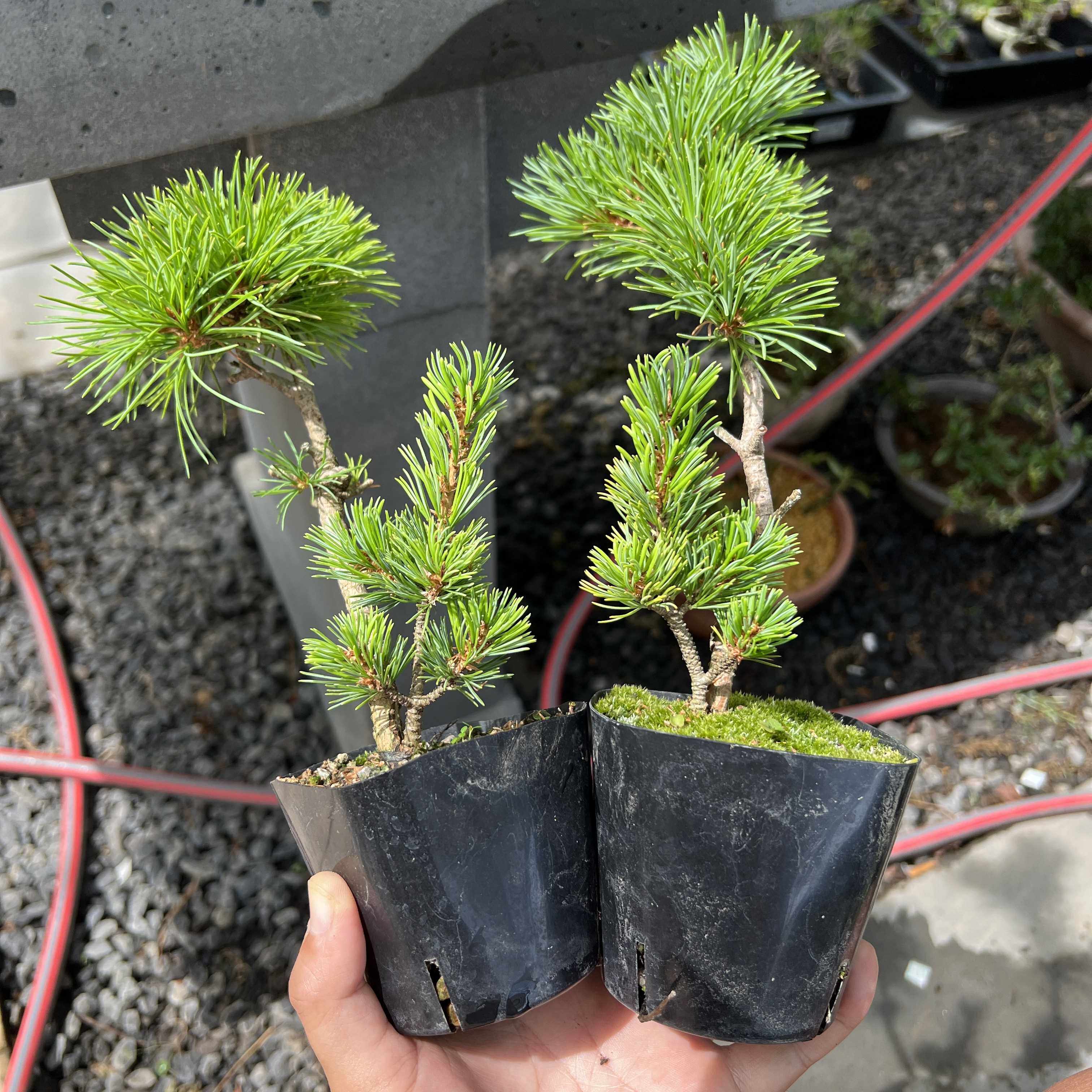 中国记忆-瑞祥五针松盆景 大阪松 小品趣味盆栽 贵品 进口现货