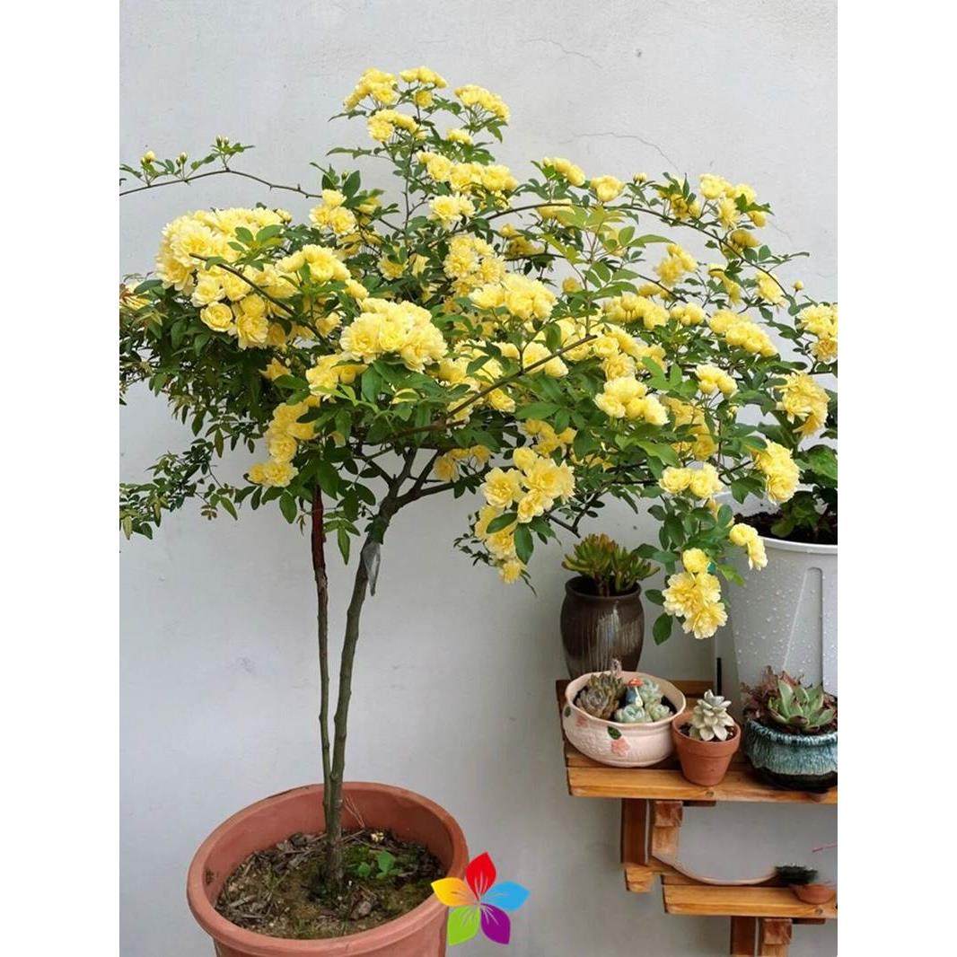 黄木香棒棒糖黄木香树状花苗木香树桩大苗盆栽庭院植物