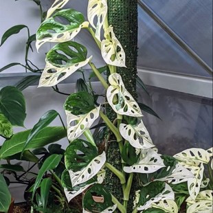 仙洞龟背竹白锦仙洞阿库米纳塔巨洞米歇尔仙洞龟背竹室内喜阴绿植