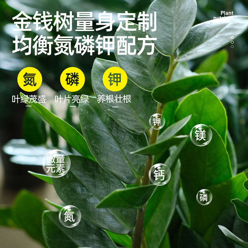 现货速发金钱树肥料肥营养液肥料黄叶室内盆栽养花花肥家用通用活